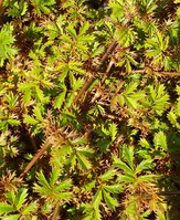 Acaena saccaticupula 